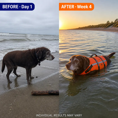 Ventra™ - Premium Dog Life Jacket