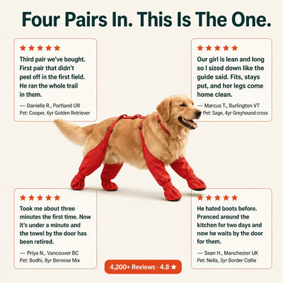 The Waterproof Dog Boots with Suspenders