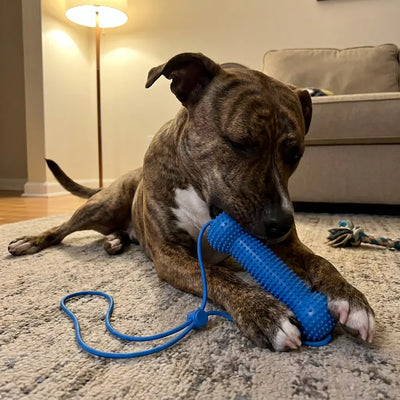 BrushBuddy - Dog Dental Prop & Toothbrush Set