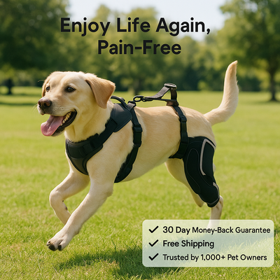 Ventra™ Premium Dog Knee Support Brace