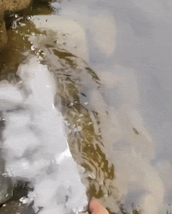 Real footage: fog rolling across a koi pond
