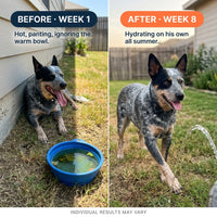 Dog Water Fountain Sprinkler