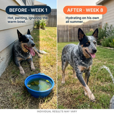 Dog Water Fountain Sprinkler