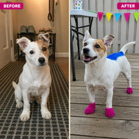 PawTint - Pet-Safe Organic Fur Dye