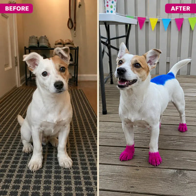 PawTint - Pet-Safe Organic Fur Dye