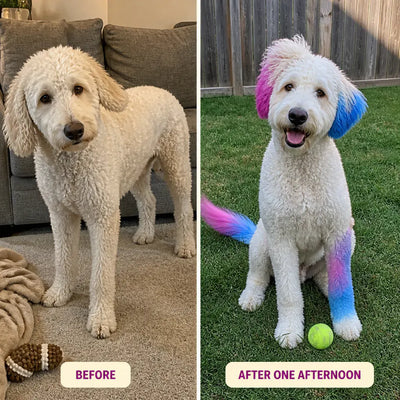 PawTint - Pet-Safe Organic Fur Dye