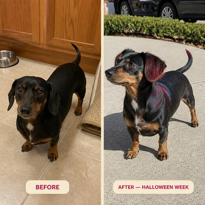 PawTint - Pet-Safe Organic Fur Dye
