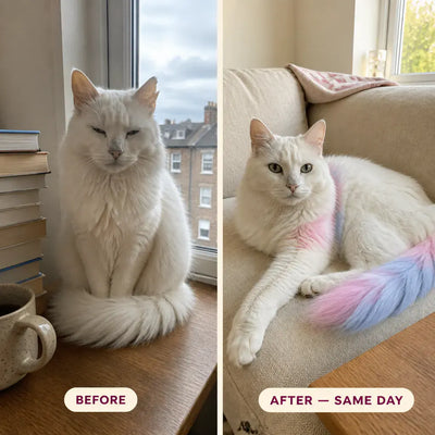 PawTint - Pet-Safe Organic Fur Dye