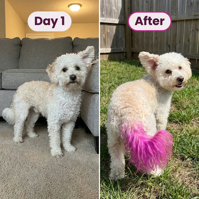 PawTint - Pet-Safe Organic Fur Dye