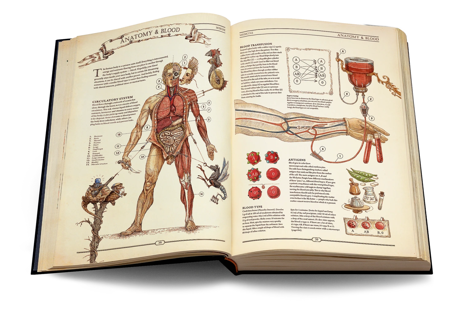 Anatomy & Blood